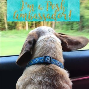 ❤️Posh Ambassador Status❤️